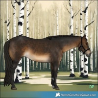 Horse Color:Gray Buckskin 