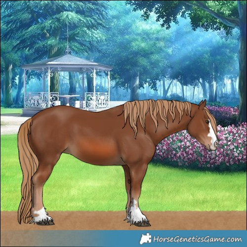 Horse Color:Chestnut 