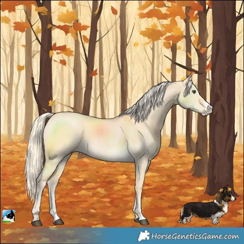 Horse Color:Palomino Dun Splash 