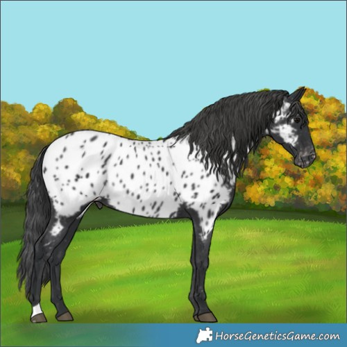 Horse Color:Black Appaloosa 