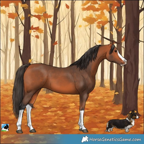 Horse Color:Bay Splash Frame