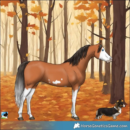 Horse Color:Bay Splash Frame