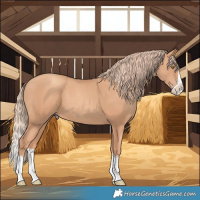 Horse Color:Gold Champagne Splash