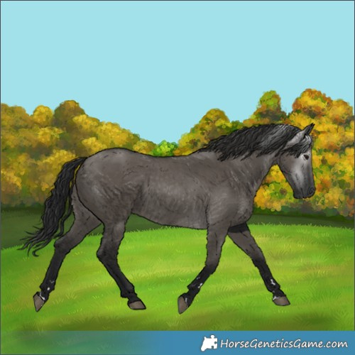 Horse Color:Gray Grullo 