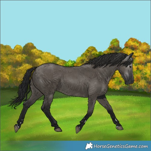 Horse Color:Gray Grullo
