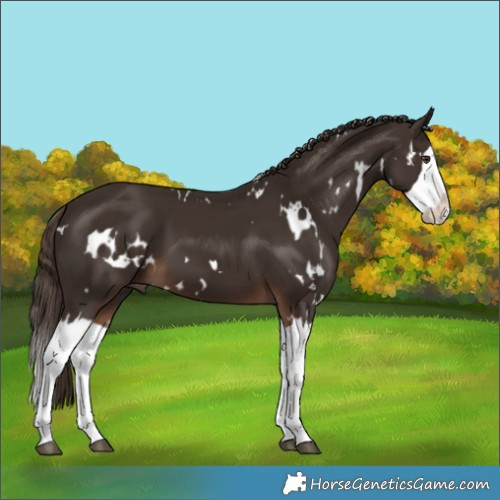 Horse Color:White Spotted Liver Chestnut Splash 