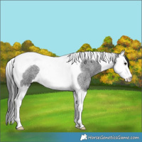 Horse Color:Blue Roan Splash Tobiano 