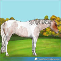 Horse Color:Silver Bay Roan Tobiano 