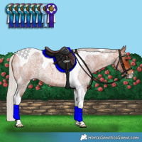 Horse Color:Silver Bay Roan Tobiano