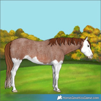 Horse Color:Red Roan Splash