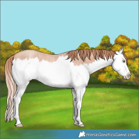 Horse Color:Gold Champagne Roan Splash 