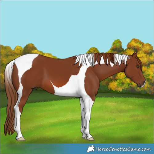 Horse Color:Chestnut Tobiano 