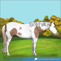 Horse Color:Red Roan Splash Tobiano
