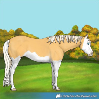 Horse Color:Palomino Splash