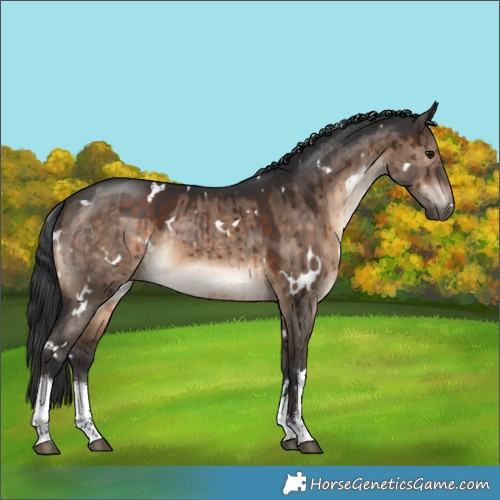 Horse Color:White Spotted Brown Dun Brindle