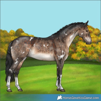 Horse Color:White Spotted Brown Dun Brindle 