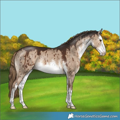 Horse Color:White Spotted Liver Red Dun Brindle 