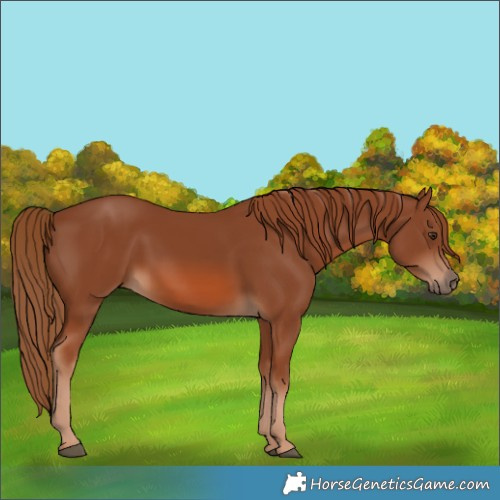 Horse Color:Chestnut 