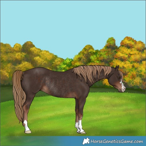 Horse Color:Liver Chestnut Rabicano 