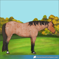 Horse Color:Bay Roan 