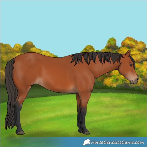 Horse Color:Unknown 