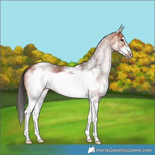 Horse Color:White Spotted Bay Frame