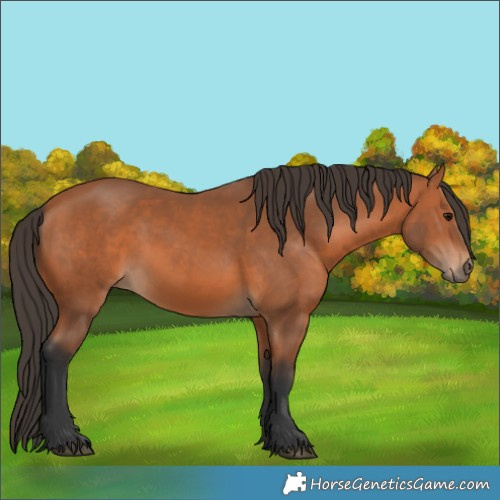 Horse Color:Bay 