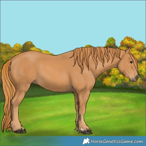 Horse Color:Chestnut Rabicano 