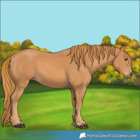 Horse Color:Chestnut Rabicano 