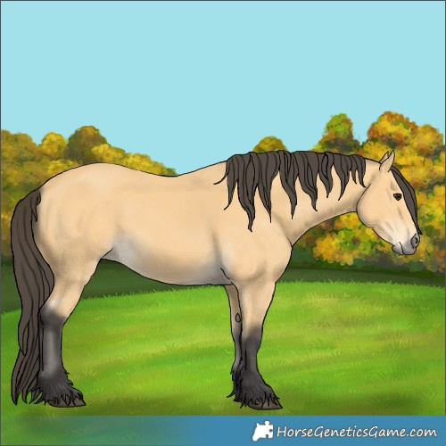 Horse Color:Buckskin 