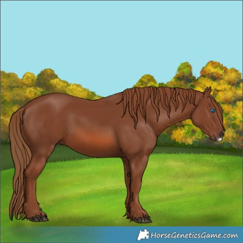 Horse Color:Chestnut Frame 