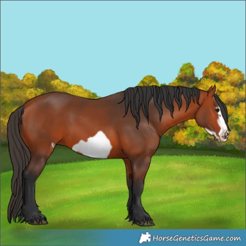 Horse Color:Bay Frame