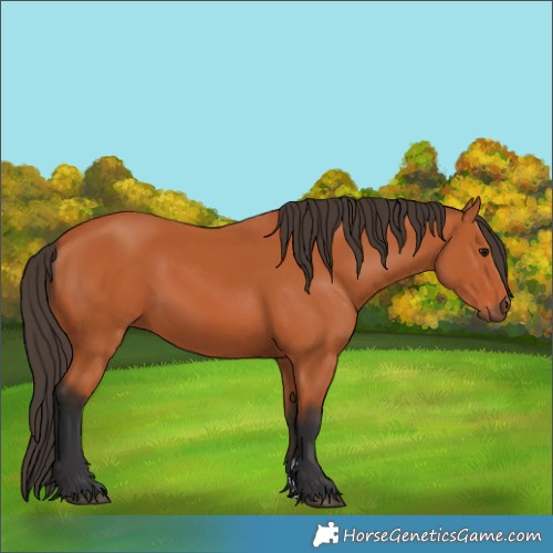 Horse Color:Bay 