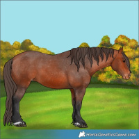 Horse Color:Bay Appaloosa 