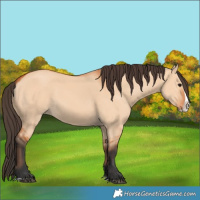 Horse Color:Bay Dun Splash 