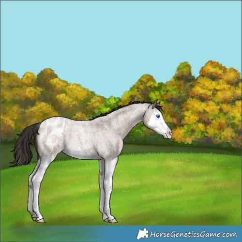 Horse Color:Liver Red Dun Roan Splash Appaloosa