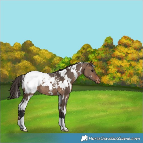 Horse Color:White Spotted Brown Dun Appaloosa