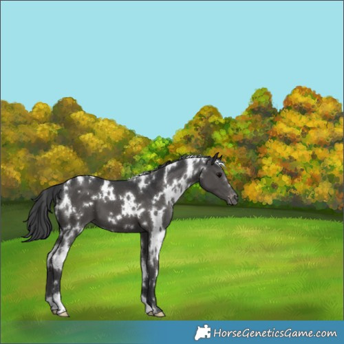 Horse Color:White Spotted Black Appaloosa