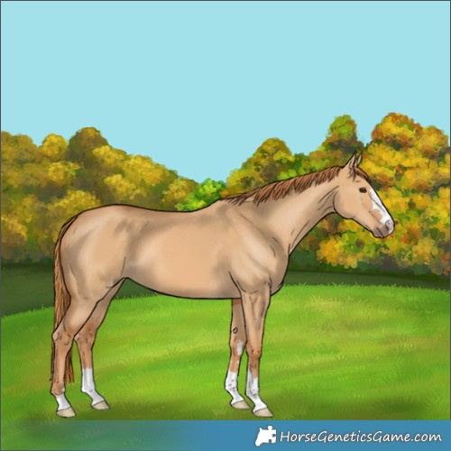 Horse Color:Red Dun