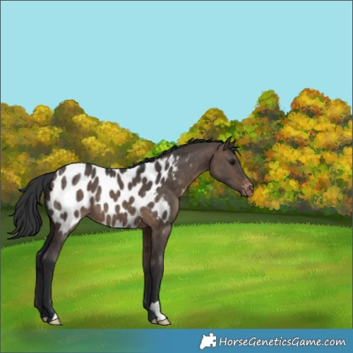 Horse Color:Brown Dun Appaloosa