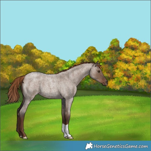 Horse Color:Liver Red Dun Roan