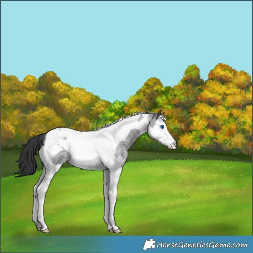 Horse Color:Blue Roan Splash Tobiano