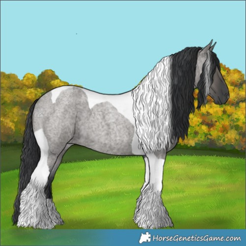 Horse Color:Grullo Roan Tobiano