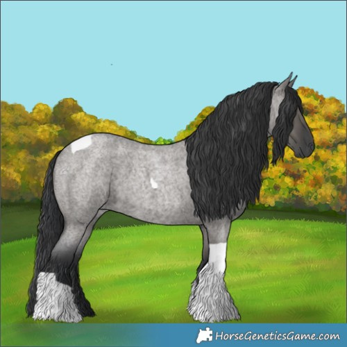 Horse Color:Grullo Roan Tobiano