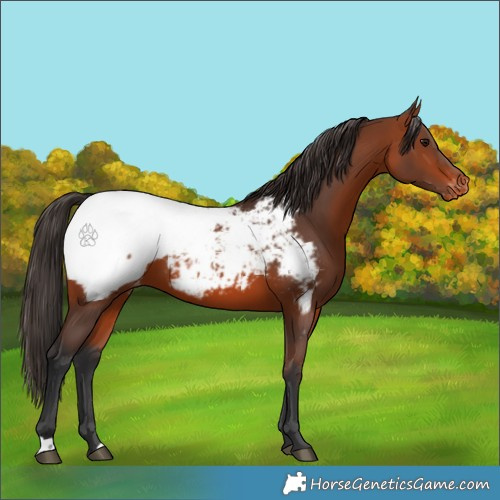 Horse Color:Bay Appaloosa 