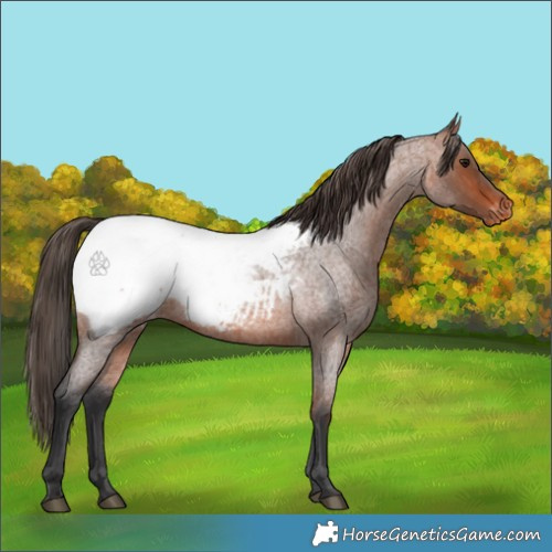 Horse Color:Bay Roan Appaloosa 