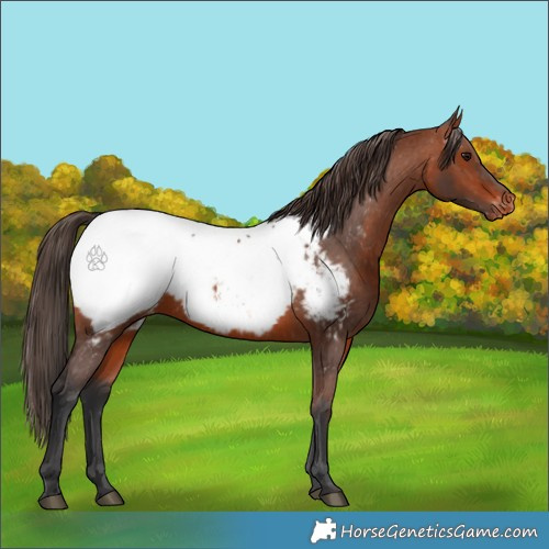 Horse Color:Bay Appaloosa 