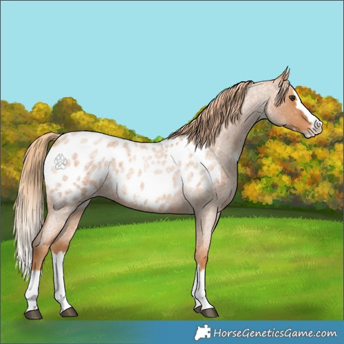 Horse Color:Red Roan Splash Appaloosa 