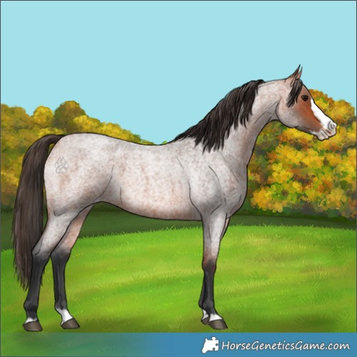 Horse Color:Bay Roan Splash Appaloosa 