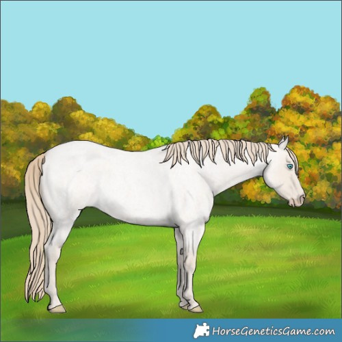 Horse Color:Smoky Creme Roan Dun